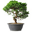 Juniperus chinensis Itoigawa, 36 cm, ± 15 jaar oud