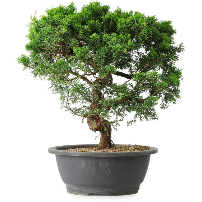 Juniperus chinensis Itoigawa, 36 cm, ± 15 jaar oud