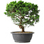 Juniperus chinensis Itoigawa, 36 cm, ± 15 Jahre alt