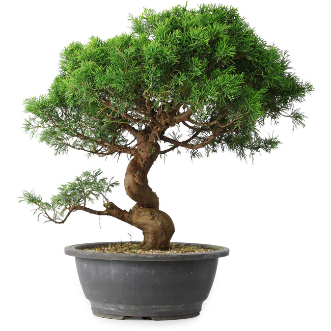Juniperus chinensis Itoigawa, 36 cm, ± 15 ans