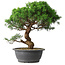 Juniperus chinensis Itoigawa, 36 cm, ± 15 años