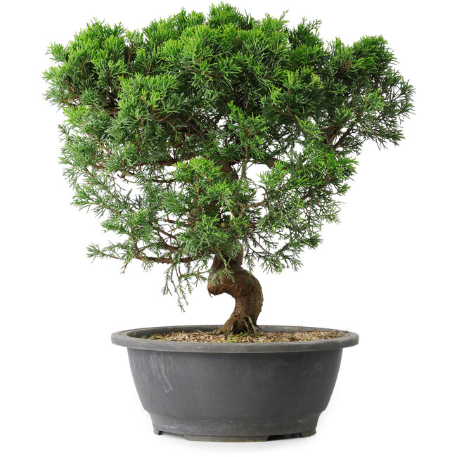 Juniperus chinensis Itoigawa, 36 cm, ± 15 años