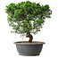 Juniperus chinensis Itoigawa, 36 cm, ± 15 Jahre alt