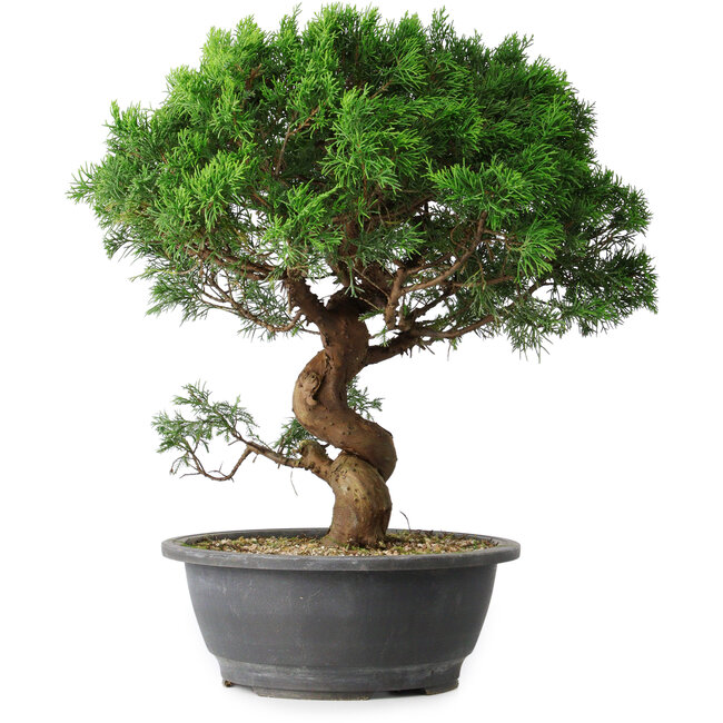 Juniperus chinensis Itoigawa, 36 cm, ± 15 years old
