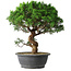 Juniperus chinensis Itoigawa, 36 cm, ± 15 Jahre alt