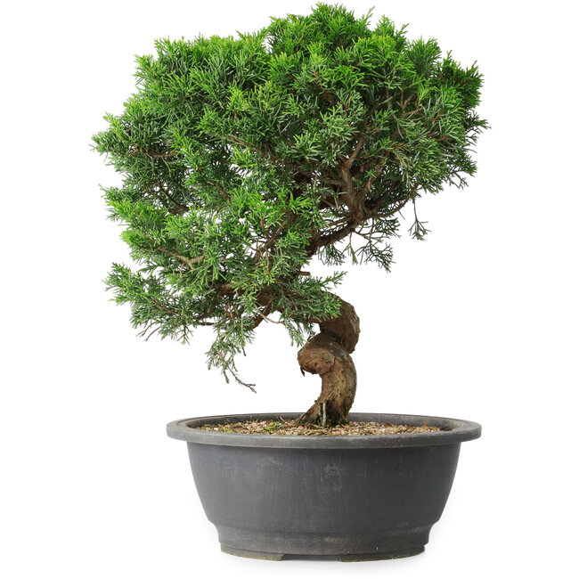 Juniperus chinensis Itoigawa, 36 cm, ± 15 ans