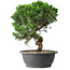 Juniperus chinensis Itoigawa, 36 cm, ± 15 Jahre alt