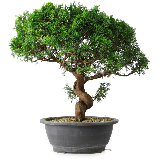 Juniperus chinensis Itoigawa, 36 cm, ± 15 anni