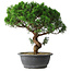 Juniperus chinensis Itoigawa, 36 cm, ± 15 Jahre alt