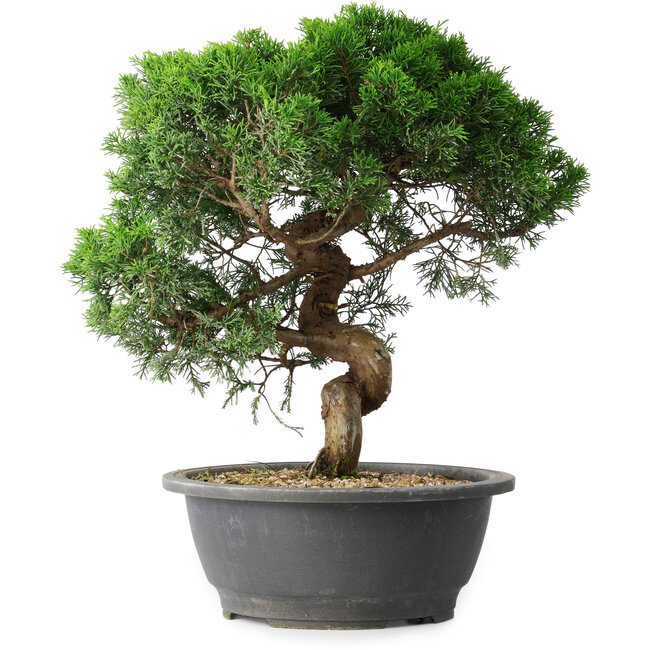Juniperus chinensis Itoigawa, 36 cm, ± 15 jaar oud