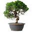 Juniperus chinensis Itoigawa, 36 cm, ± 15 jaar oud