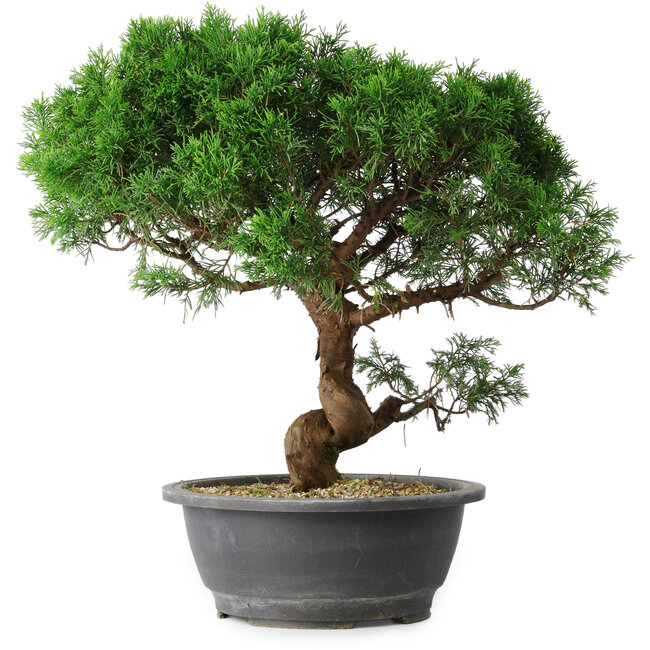 Juniperus chinensis Itoigawa, 36 cm, ± 15 años