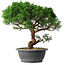 Juniperus chinensis Itoigawa, 36 cm, ± 15 Jahre alt