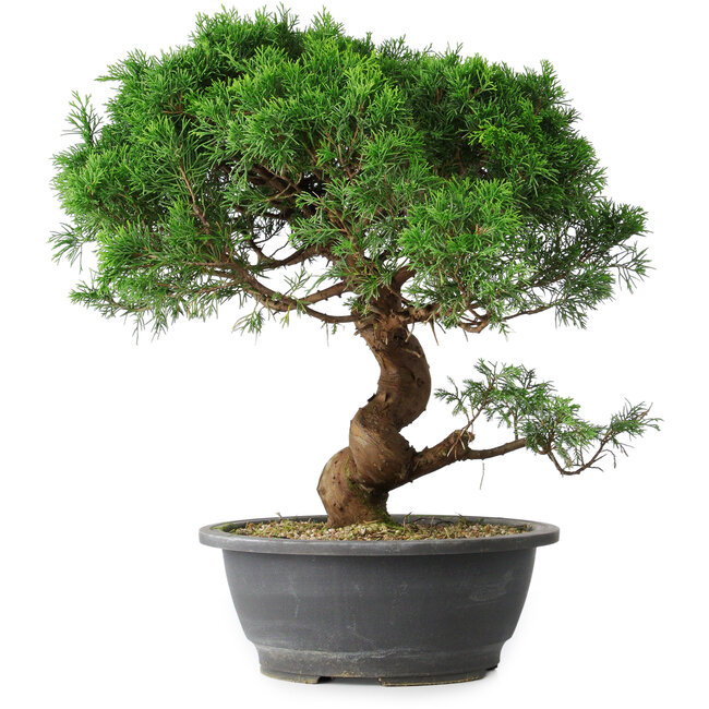 Juniperus chinensis Itoigawa, 36 cm, ± 15 years old