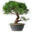 Juniperus chinensis Itoigawa, 36 cm, ± 15 años