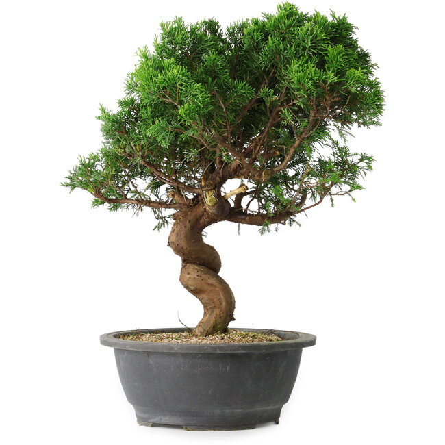Juniperus chinensis Itoigawa, 36 cm, ± 15 years old