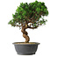 Juniperus chinensis Itoigawa, 36 cm, ± 15 ans