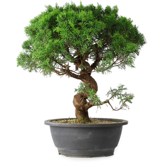 Juniperus chinensis Itoigawa, 36 cm, ± 15 years old