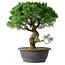 Juniperus chinensis Itoigawa, 36 cm, ± 15 anni