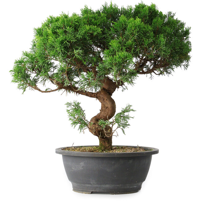 Juniperus chinensis Itoigawa, 36 cm, ± 15 anni