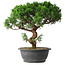 Juniperus chinensis Itoigawa, 36 cm, ± 15 ans