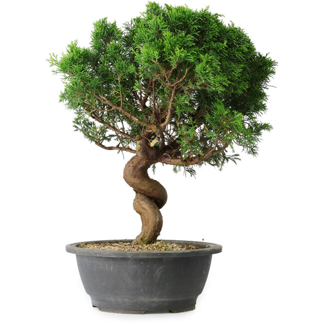 Juniperus chinensis Itoigawa, 36 cm, ± 15 years old
