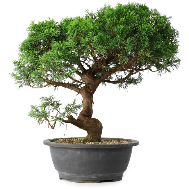 Juniperus chinensis Itoigawa, 36 cm, ± 15 ans
