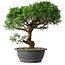 Juniperus chinensis Itoigawa, 36 cm, ± 15 anni
