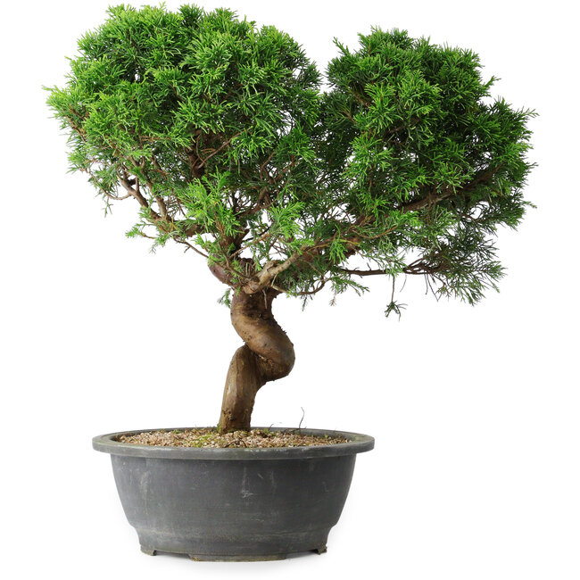 Juniperus chinensis Itoigawa, 36 cm, ± 15 anni