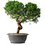 Juniperus chinensis Itoigawa, 36 cm, ± 15 Jahre alt