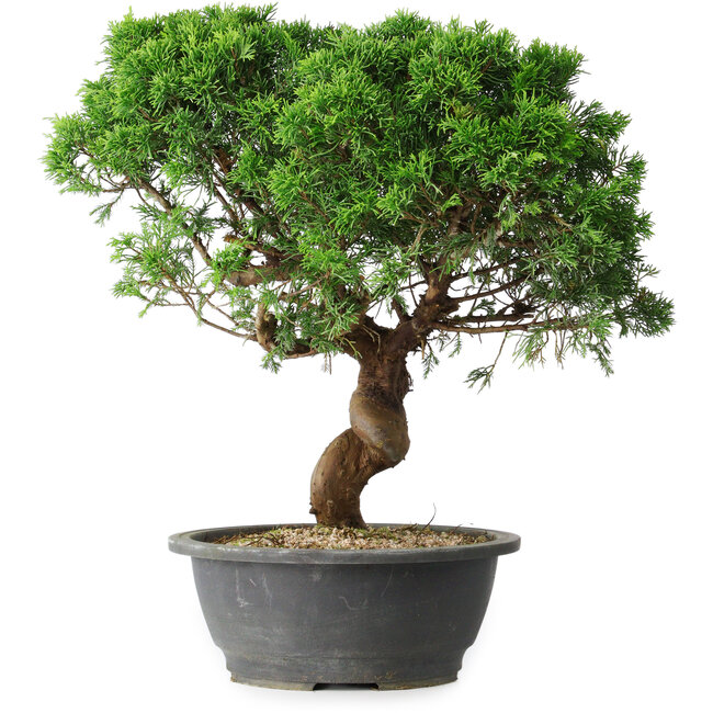 Juniperus chinensis Itoigawa, 36 cm, ± 15 years old