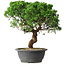Juniperus chinensis Itoigawa, 36 cm, ± 15 ans
