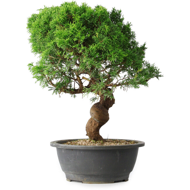 Juniperus chinensis Itoigawa, 36 cm, ± 15 años