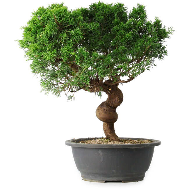 Juniperus chinensis Itoigawa, 36 cm, ± 15 years old