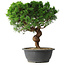 Juniperus chinensis Itoigawa, 36 cm, ± 15 Jahre alt