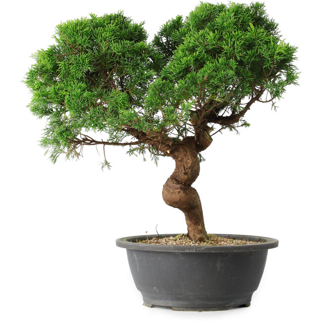 Juniperus chinensis Itoigawa, 36 cm, ± 15 anni