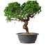 Juniperus chinensis Itoigawa, 36 cm, ± 15 jaar oud