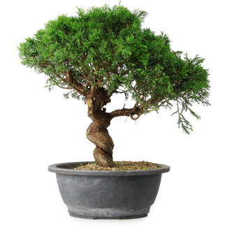 Juniperus chinensis Itoigawa, 36 cm, ± 15 ans