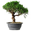 Juniperus chinensis Itoigawa, 36 cm, ± 15 anni