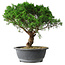 Juniperus chinensis Itoigawa, 36 cm, ± 15 Jahre alt