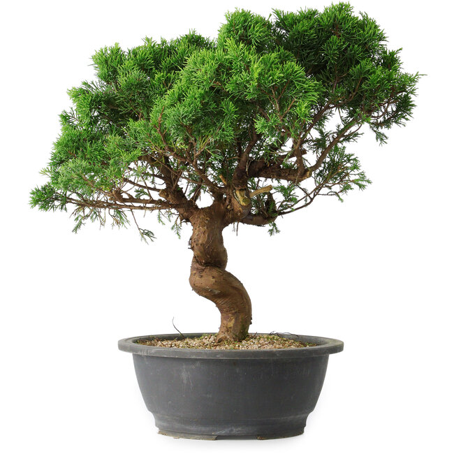 Juniperus chinensis Itoigawa, 36 cm, ± 15 años