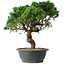 Juniperus chinensis Itoigawa, 36 cm, ± 15 years old