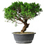 Juniperus chinensis Itoigawa, 36 cm, ± 15 años
