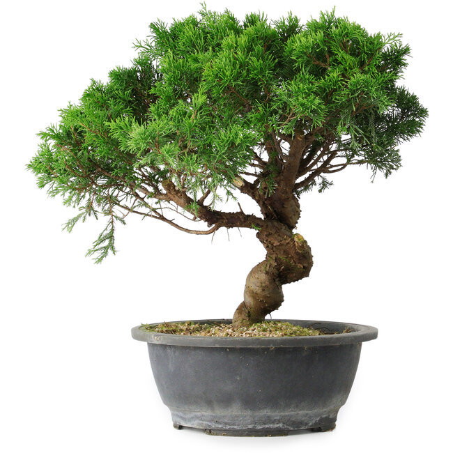 Juniperus chinensis Itoigawa, 36 cm, ± 15 años