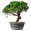 Juniperus chinensis Itoigawa, 36 cm, ± 15 años