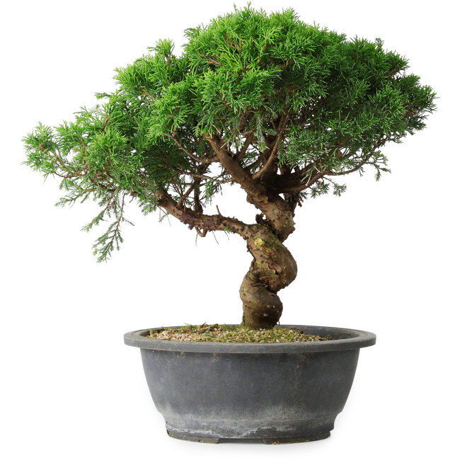 Juniperus chinensis Itoigawa, 36 cm, ± 15 ans