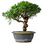 Juniperus chinensis Itoigawa, 36 cm, ± 15 Jahre alt