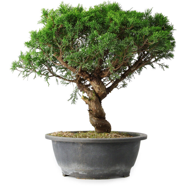 Juniperus chinensis Itoigawa, 36 cm, ± 15 ans