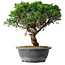 Juniperus chinensis Itoigawa, 36 cm, ± 15 años