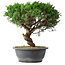 Juniperus chinensis Itoigawa, 36 cm, ± 15 anni
